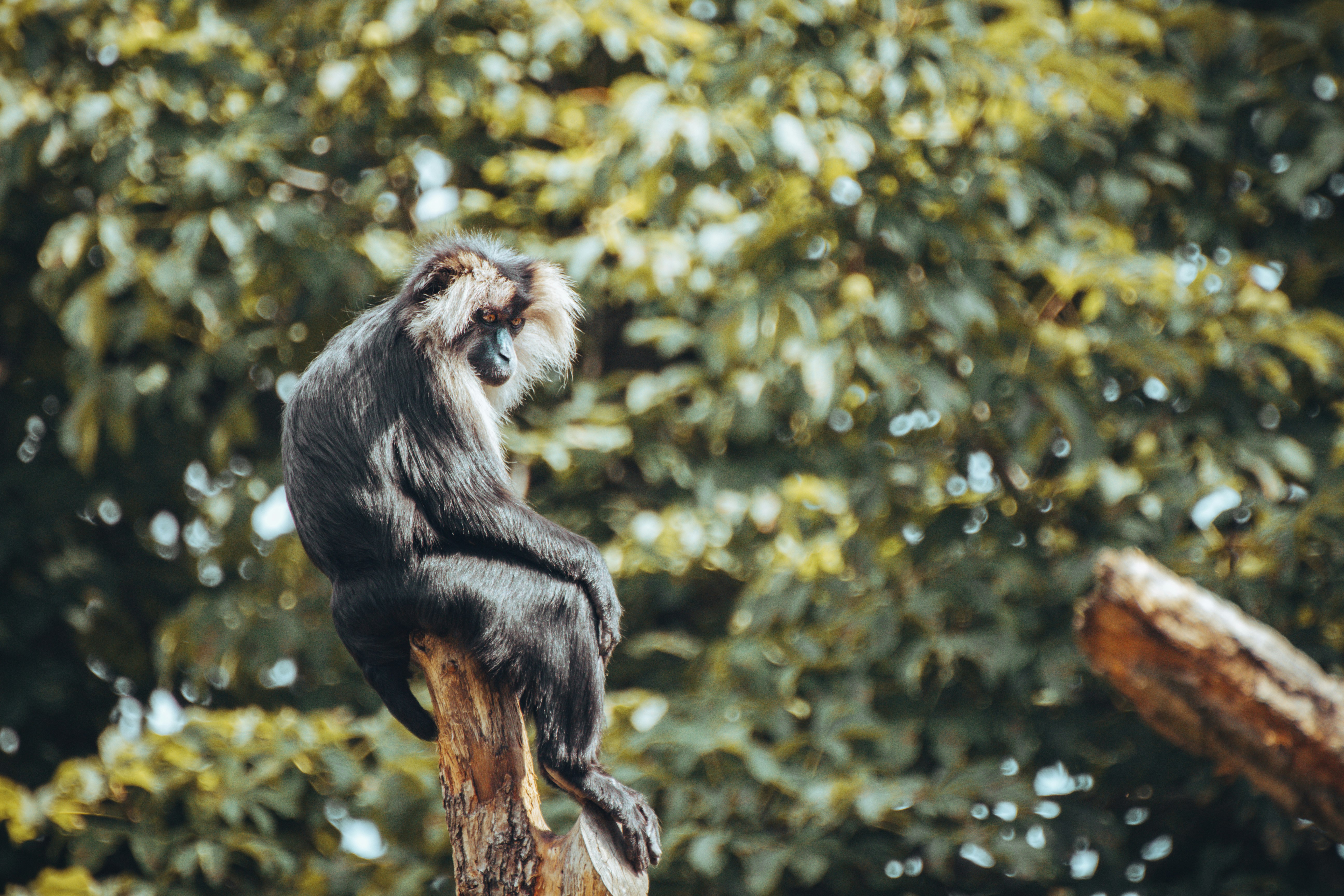 black monkey on brown tree branch during daytime
